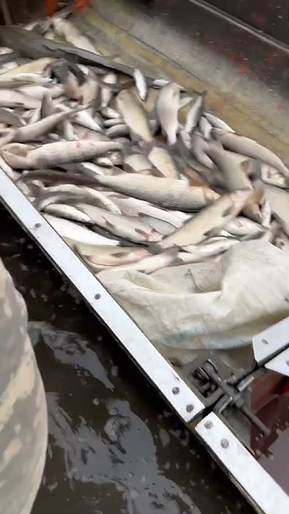 Рыбный промысел на р.Индигирка #fishing #рыболовная #россия #fish # ...