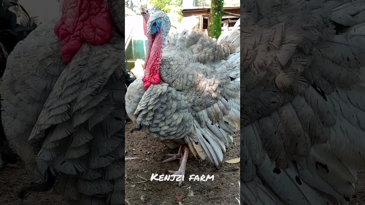 ayam kalkun blue slate 