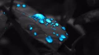 Wise man's fear - codex - legendado