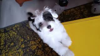 Nero Taranmaktan Hoşlanmıyor Köpek Bakımı Ve Tımarı Zor Mu?