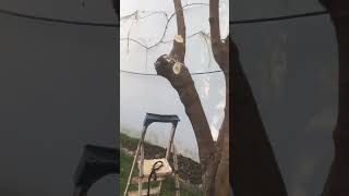 Dut Ağacı Budama; Pruning Mullberry Tree