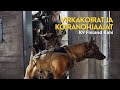 Virkakoirat ja koiranohjaajat  k9 finland kimi