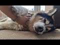 Old Husky Gets To See His Home Again