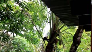 Capucine Monkeys in Costa Rica