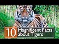 10 Magnificent Facts about Tigers