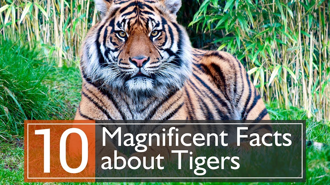 Interesting Facts about Bengal Tiger [ Fun Facts Animal ]