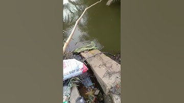 Câu cá rô phi tập 74