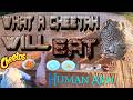 What Will A Cheetah Eat? Zebra Pork Chicken Eggs Arm Or CHEETOS | Gabriel Given Choice Of Foods