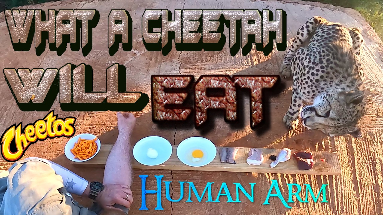 What Will A Cheetah Eat? Zebra Pork Chicken Eggs Arm Or CHEETOS ...