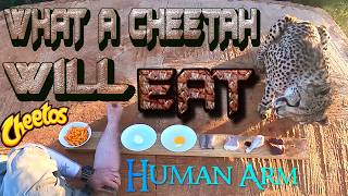 What Will A Cheetah Eat? Zebra Pork Chicken Eggs Arm Or CHEETOS | Gabriel Given Choice Of Foods