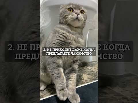 ПРИЗНАКИ ТОГО, ЧТО КОТ ВАС БОИТСЯ