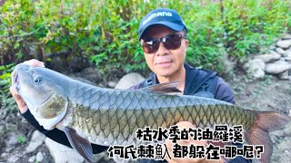 枯水季的油羅溪，何氏棘魞都躲在哪呢？#油羅溪