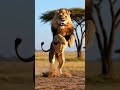 محاولة حبس الأسد Lion Breaks The Cage In The Savanna Lionattack محاولة حبس الأسد Lion Breaks The Cage In The Savanna Lionattack