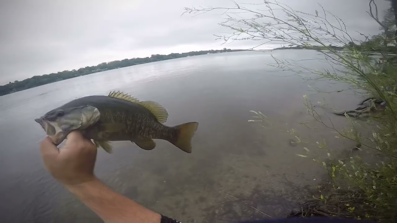 Summertime sight fishing Big bass from shore on the Detroit River!