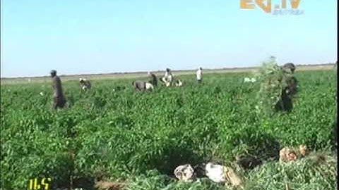 Agriculture Support by Eritrean army in Haikota Sub Zone Project
