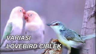 CIBLEK VS LOVEBIRD 1 JAM
