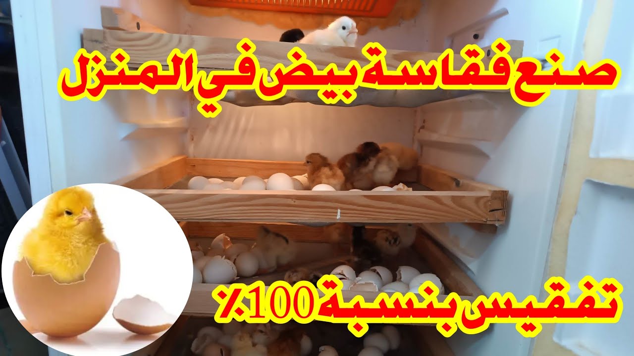 تصنيع فقاسة بيض في المنزل باسهل طريقة وتكلفة بسيطة #فقاسات #صنع #incubator