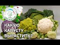 Капуста . Сорта и разновидности капусты.