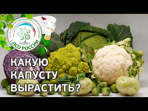 Капуста. Сорта и разновидности капусты.