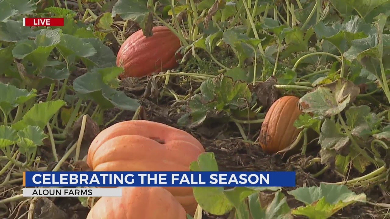 The 20th Annual Pumpkin Patch at Aloun Farms Pt.2 YouTube