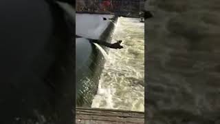 What Is a fish ladder!!??￼