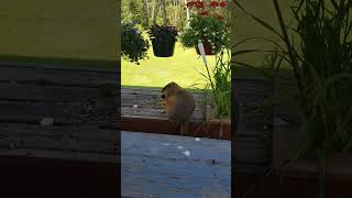 Four Groundhogs Wy Wife And Myself All Chilling On A Beautiful Day