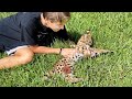 RESCUED ! SERVAL KITTEN FOUND WITH BROKEN LEGS ! WILL HE MAKE IT ?!