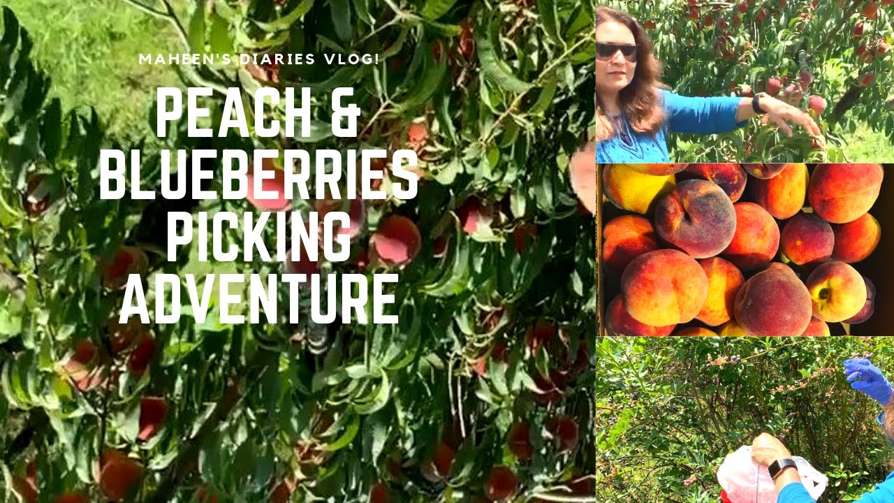 PEACH & BLUEBERRIES Picking at the Local FARM | VLOG | Maheen's Diaries
