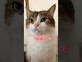 可愛いって言われて満更でもない顔をする猫😼🥰　#猫のいる暮らし #ねこ #ねこ動画 #ねこ部 #猫好きさんと繋がりたい #cat #munchkin #shorts