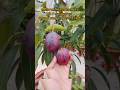 all plant available contact number (9651781405) #shorts #plants #fruit #agriculture