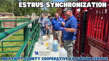Estrus Synchronization in Heifers 🐄 (Demonstration & Lecture) University of Kentucky Beef Series #1