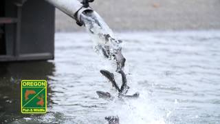 Segment 13: Where to Find Fishing Information – How to Fish for Trout in Oregon