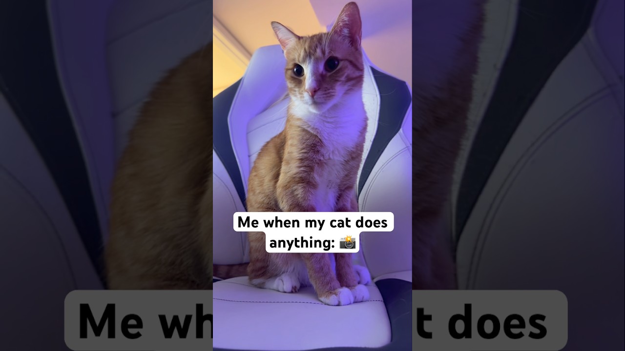 I’m obsessed #cat #catshorts #kitty #catvideo #catvideos #cats #orangetabby #orangecat #cuteanimals