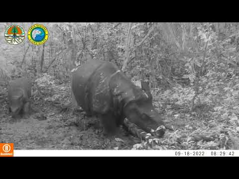Dua ekor anak badak jawa (Rhinoceros sondaicus) terekam lahir di Taman Nasiona Ujung Kulon