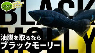 油膜取り最強生体ブラックモーリー #アクアリウム