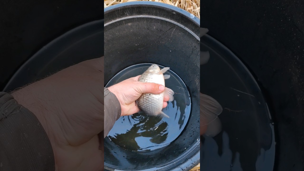 Вечерняя зорька, половили немного?? - YouTube