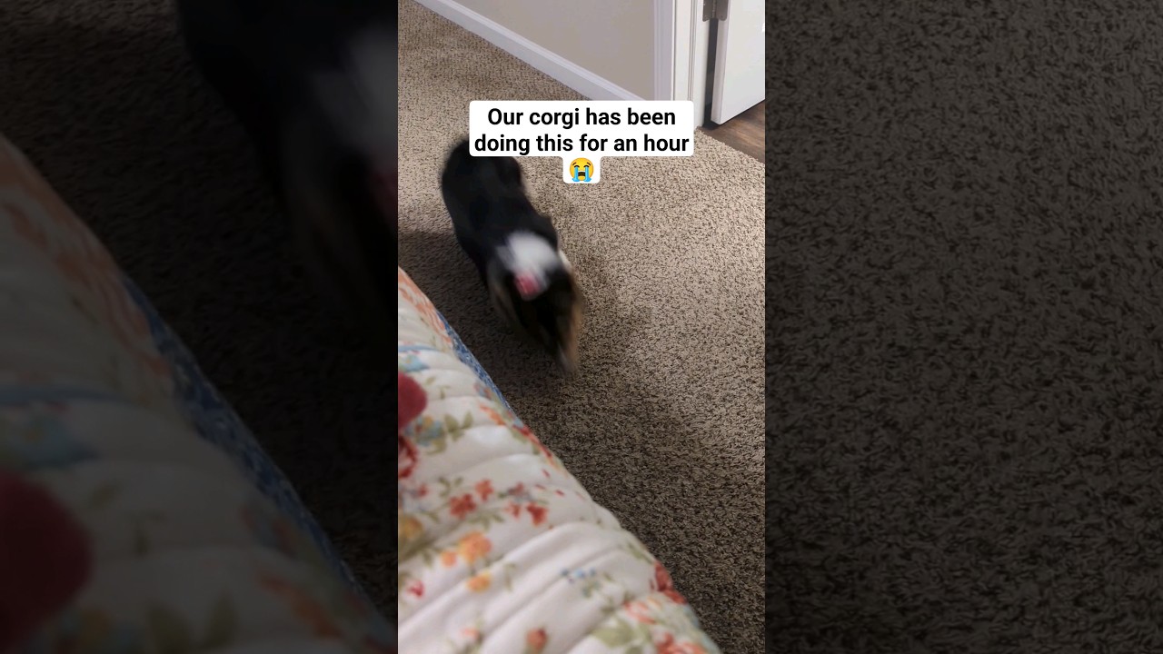 Late night zoomies! 🌪️ 