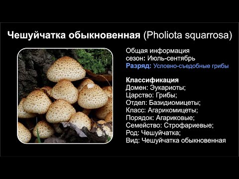 Чешуйчатка обыкновенная (Pholiota squarrosa)