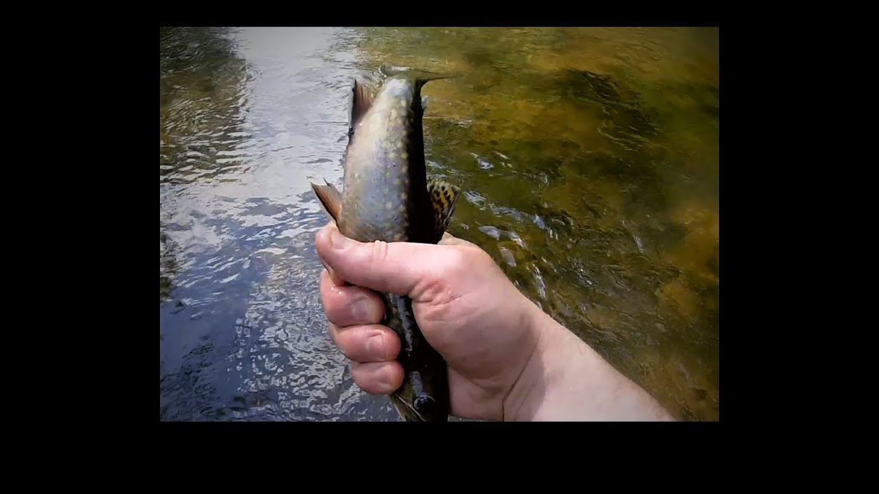 When Trout Fishing Wisconsin Rivers Pays Off! YouTube