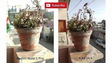 Redmi Note 5 Pro Portrait Mode vs Mi A1 Portrait Mode Comparison