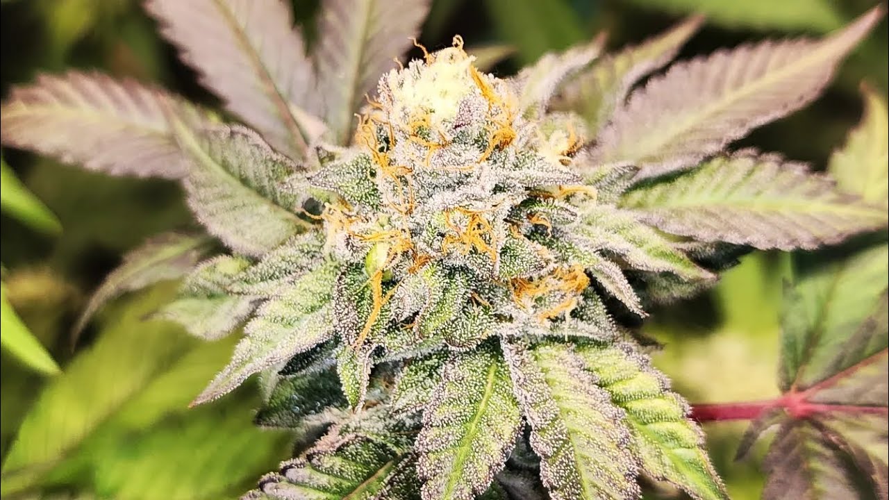 Gelato 33 at flower week 7 day 46 +39 veg & week 4 day 28 +20 veg 😎 pollinated with 90s Blueberry 🫐