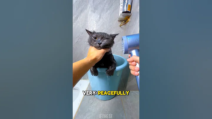 Video 11836151: cat hates bath, cat baby bathing, cat bath fail, cat talking