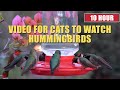 10 hour for cats to watch hummingbirds