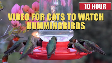 10 HOUR VIDEO FOR CATS TO WATCH HUMMINGBIRDS