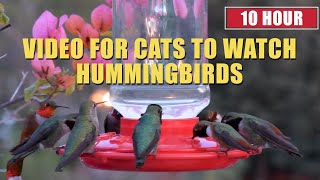 10 HOUR VIDEO FOR CATS TO WATCH HUMMINGBIRDS