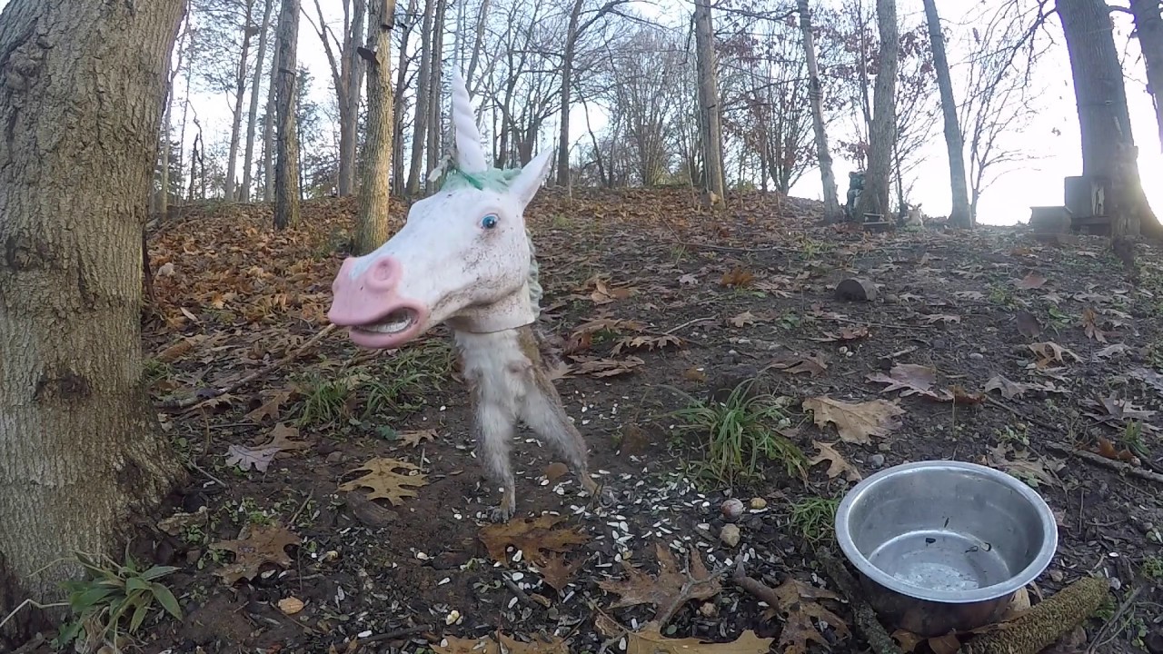 Unicorn Squirrel Feeder Youtube
