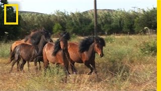 Tiny but Mighty: This Ancient Greek Horse Still Exists Today | National Geographic