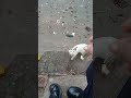 bishal giri video bishal giri with small cat.