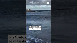 Pánico en una playa de Gran Canaria por la presencia de un tiburón en plena orilla