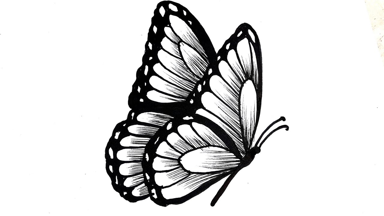 How To Draw A Beautiful Butterfly Step by Step | Butterfly Drawing ...